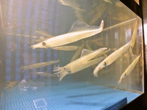 We take out swimming fish from the fish tank and provide live fish at a reasonable price.All the fish are fresh and delicious♪