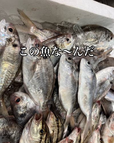 I call it Uoze, but depending on the region it has a different name, such as Shizu or Ebodai.
This fish is delicious when grilled with salt or fried.

https://zensuta2006.owst.jp/
0722557099
#Seafood Izakaya
#Zen style
#seafood
#Izakaya
#fishtank
#foodie