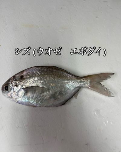 I call it Uoze, but depending on the region it has a different name, such as Shizu or Ebodai.
This fish is delicious when grilled with salt or fried.

https://zensuta2006.owst.jp/
0722557099
#Seafood Izakaya
#Zen style
#seafood
#Izakaya
#fishtank
#foodie