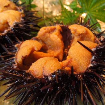 Special A raw sea urchin stab