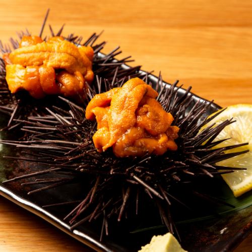 Sea urchin in its shell