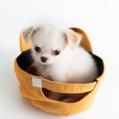 帶上您的愛犬♪ 請於當日選擇您的餐點。