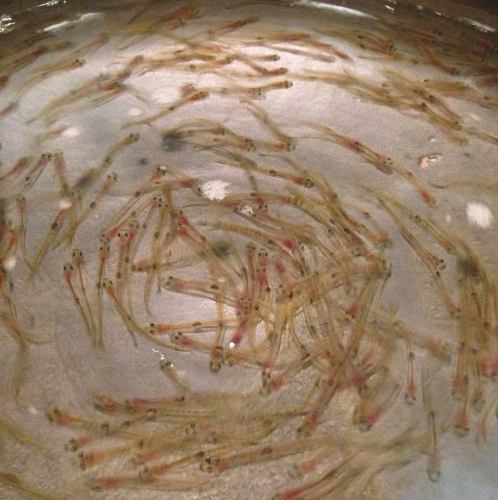 白魚のおどり食い