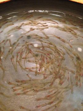 春の風物詩、白魚のおどり食いが始まりました！