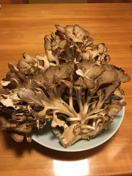 天然舞茸、国産松茸届きました！