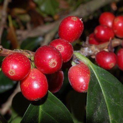 直火式焙煎で引き出す透明感のある香味が魅力