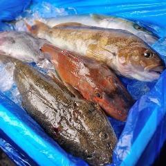 [Sanriku direct delivery] Fresh fish caught in the morning!