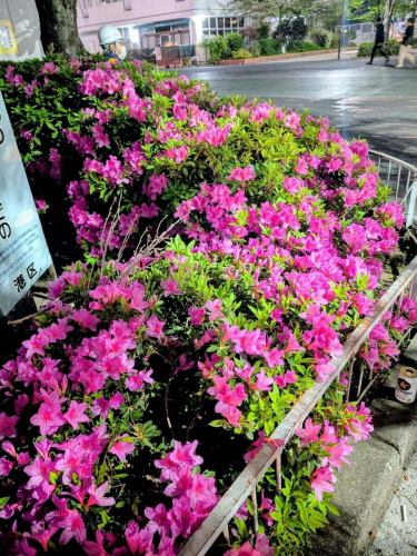 桜も散り、ツツジの季節になりました。
新橋で日本酒と焼酎飲んだ帰り道に咲いています。
　
明後日以降は金、土、月、火、水、木、金曜までまだまだご予約可能です。

なお、4月25日(土)、27日(月)は恐れ入りますが臨時休業といたします。
28日(火)から通常営業となります。

#日本酒居酒屋 #一人飲み # #新橋居酒屋 #新橋日本酒 #日本酒バー