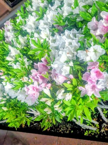 お花見日和、一人飲みの方が多い夜となりました。

今ここには全日本一人呑み協会加盟店です。

#日本酒居酒屋 #一人飲み # #新橋居酒屋 #新橋日本酒 #日本酒バー