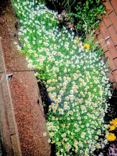 那天是賞櫻的絕佳日子，當晚許多人都獨自一人享受著喝酒的樂趣。

這家店目前是全日本獨飲協會的成員。

#日本清酒居酒屋 #獨自飲酒 #新橋居酒屋 #新橋日本清酒 #日本清酒酒吧