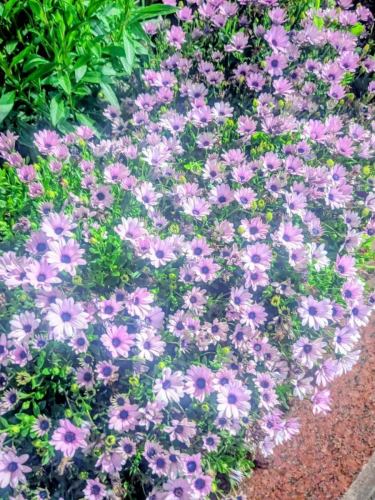 那天是賞櫻的絕佳日子，當晚許多人都獨自一人享受著喝酒的樂趣。

這家店目前是全日本獨飲協會的成員。

#日本清酒居酒屋 #獨自飲酒 #新橋居酒屋 #新橋日本清酒 #日本清酒酒吧