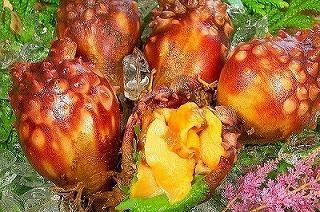 Live sea squirts from Ishinomaki now in stock.