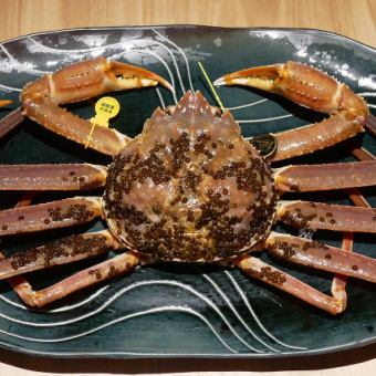 【活】越前ガニ フルコース (仕入れ価格により金額が変動があります)