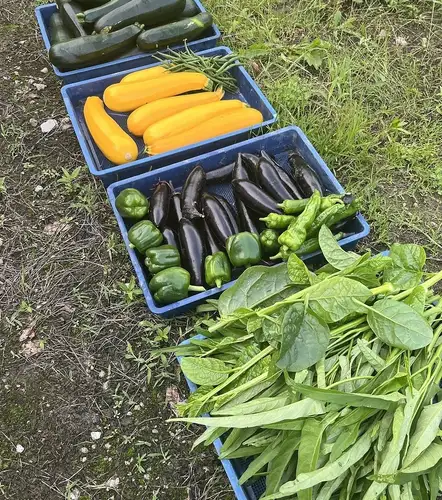 Local vegetables and ingredients from Kobe