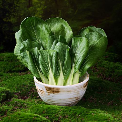 チンゲン菜(ハーフ)