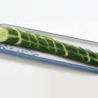 Pickled whole cucumber