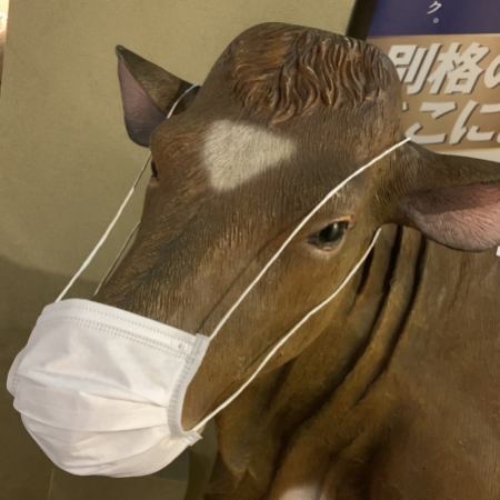[负责接待和Instagram的牛子]我们坚决防止电晕感染的传播◎可爱的商店里有各种各样的动物！？请检查♪