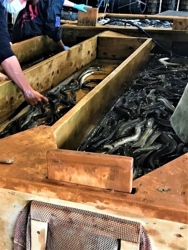 Inspection by an eel wholesaler