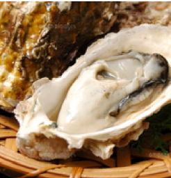 知内産津軽海峡牡蠣【1個】