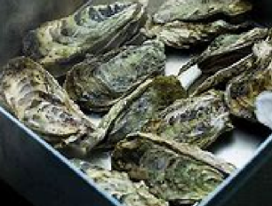 牡蠣のガンガン焼き【12個】