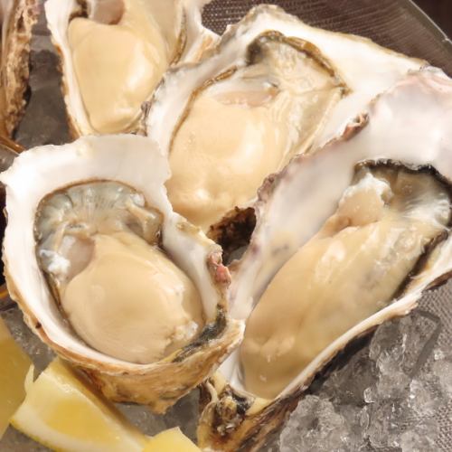 Raw oysters from Akkeshi