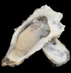 Raw oysters (closed in summer)