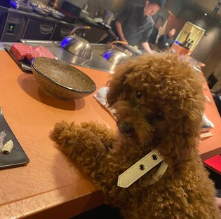 ペット同伴可
