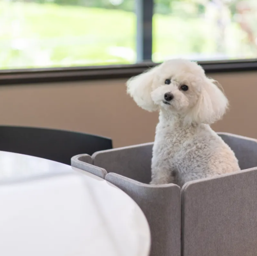 ～犬グッズもご用意～