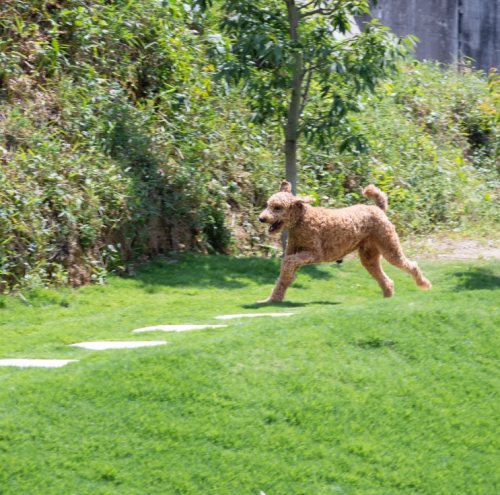 ～愛犬との至福の時間～