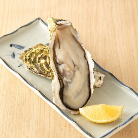 本日の生牡蠣　1個