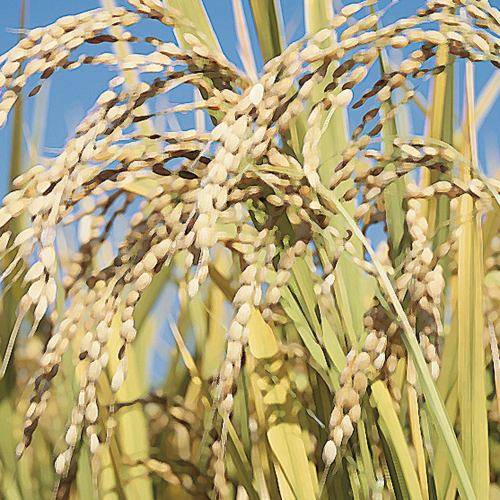 当店のお米は安全安心の特別栽培米