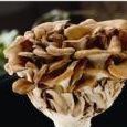 Maitake