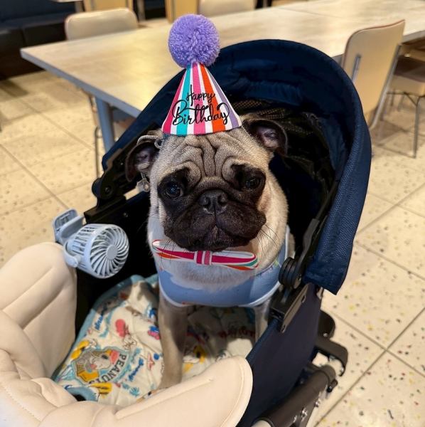 愛犬と一緒にほっと一息つける、開放感あふれるカフェ空間。こだわりのドリンクやスイーツを楽しみながら、やさしい陽だまりに包まれた席で心ほどける時間を。ワンちゃん用スペースも完備し、癒しのひとときをどうぞ。