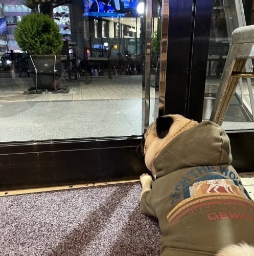 ワンちゃん歓迎カフェ