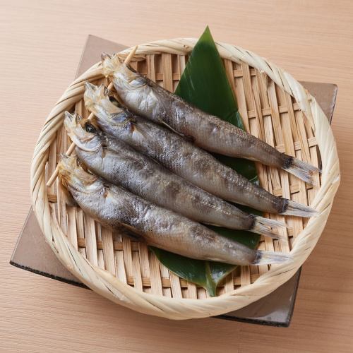 めひかり（４匹）【千葉県産】