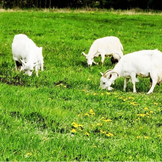 11:30-16:30 除了下雨，我們還有山羊在吃草。也可以進行餵食體驗。