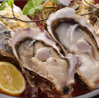 Oysters in the shell delivered directly from Ishinomaki (April to November only)