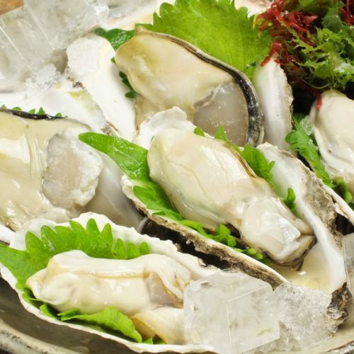 Fresh oysters that can be eaten all year round