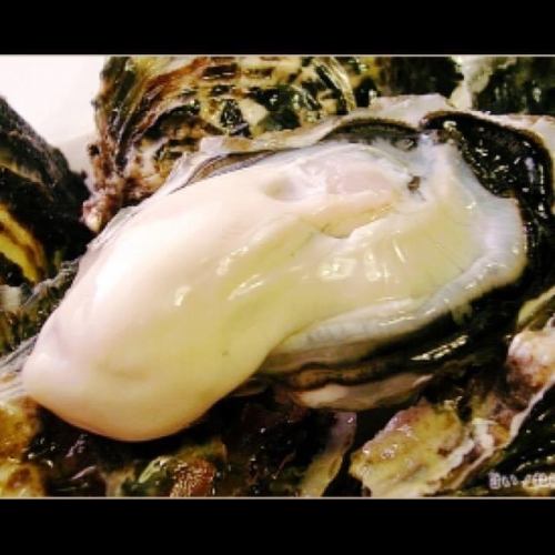 Uku的特產！一年四季都可以吃生牡蠣。