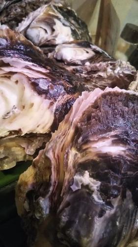 Natural rock oysters from Tokushima