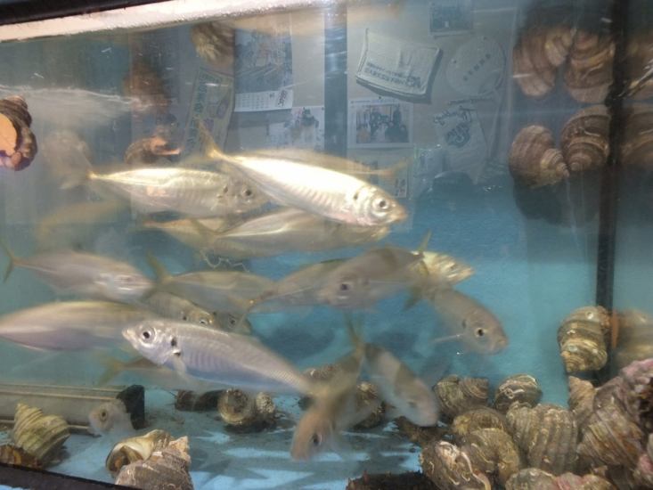 豐富的新鮮海鮮，如tataki和使用活竹莢魚在籠子裡游泳的人物製作