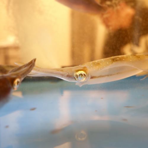 毎日入荷の活いか♪