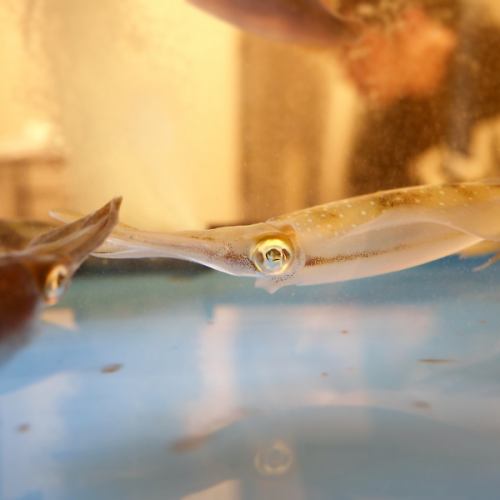 【新鮮なイカ】入荷してます!!