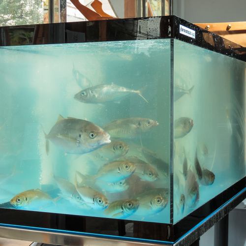 【漁場直送鮮魚】その日捕れた鮮魚をその日のうちに！