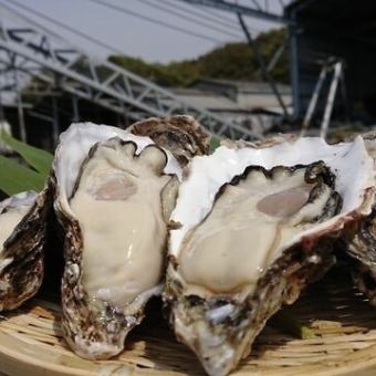 【期間限定♪厳選生牡蠣食べ放題と7種類の細巻き食べ放題】90分『食べ放題5,500円⇒3,629円』