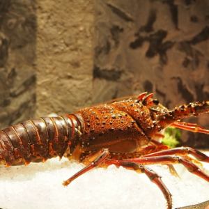 活伊勢海老