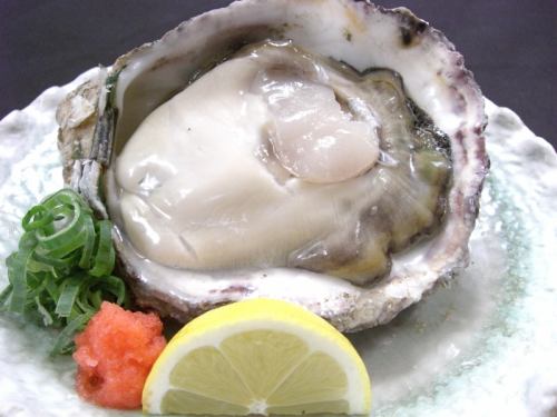 Summer limited rock oysters