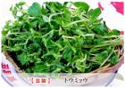豌豆芽