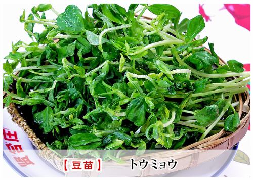 豌豆芽