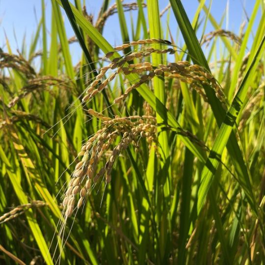 這是全體員工每年種植的南錦米。